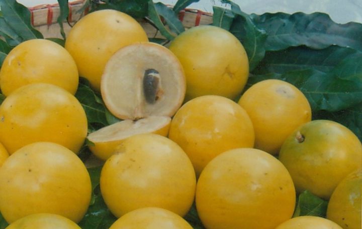 VÚ SỮA HOANG KIM cây giống nông nghiệp nhập khẩu giống cây trồng mới