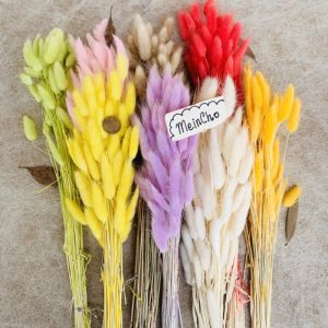 Bunga Kering LAGURUS Dried Flower Import Preserved Aesthetic Rustic Properti Foto Dekorasi Rustik MeinCho