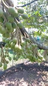 Booster 76 500ml–Organic Fertilizer for Plantations Strong Flowering Heavy Fruiting for Large Farm