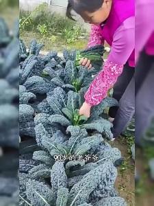 Kale leafy greens black kale salad greens four-season vegetables