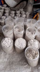 Umpan kucur ikan baung paling ampuh 500gr