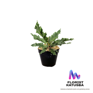 promo tanaman hias gelombang cinta murah