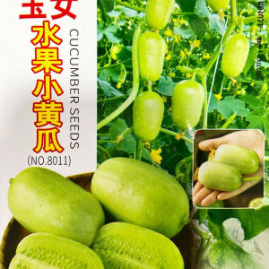 Hạt giống Dưa chuột ngọc nữ dưa leo mini - Gói 10 Hạt