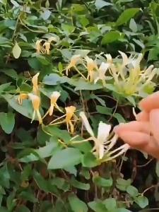 Honeysuckle   Flower   Planting in pots on the family balcony suitable for all four seasons   The fragrance of honeysuckle is easily carried by the cold air