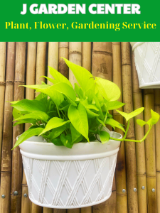 Ốp Bán Nguyệt cỡ lớn(30x18x22cm) kèm móc treo Chậu hoa ốp tường Chậu nhựa treo tường trồng cây hàng Bình Thuận Thành Dày Bền Đẹp.