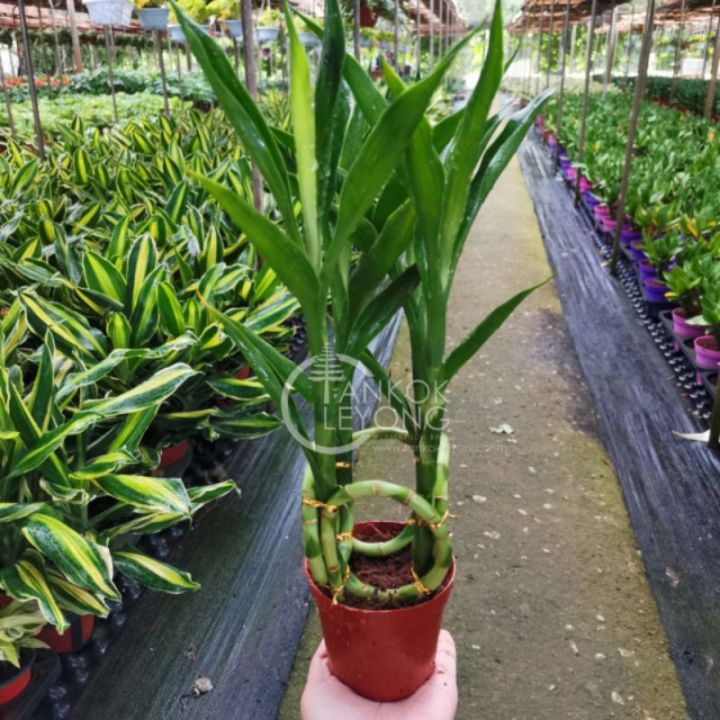 TKL%20-%20Lotus%20Bamboo/Bamboo%20Basket%20FengShui%20Lucky%20Plant%20%E8%A7%82%E9%9F%B3%E7%AB%B9/%E8%8D%B7%E8%8A%B1%E7%AB%B9/%E5%9B%9B%E5%AD%A3%E6%8B%9B%E8%B4%A2%E7%AB%B9%E9%A3%8E%E6%B0%B4%E6%A4%8D%E7%89%A9%20-%20Image%205