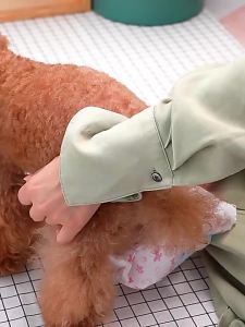 DONO New Male Dog Physiological Pants Dog DiapersUrine Absorbent Nappy
