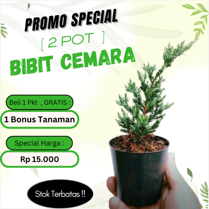 Promo 2 Pot Bibit Pohon Cemara Tanaman bunga hias hidup asli cemara ...