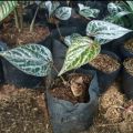 tanaman obat herbal pohon sirih merah - pohon sirih merah - daun sirih - tanaman rambat sirih merah. 