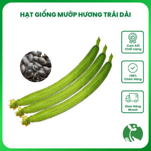 Hạt giống Mướp Hương dài siêu trái Gói 10 hạt Trồng quanh năm