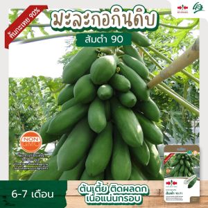 เมล็ดมะละกอ ส้มตำ 90 F1 ตราศรแดง มะละกอ เมล็ดพันธุ์มะละกอ เมล็ดพันธุ์มะละกอส้มตำ ผักไม้ เมล็ดมะละกอต้นเตี้ย 90 F1 ตราศรแดง