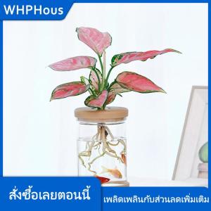 WHPHous หม้อดอกไม้โปร่งใส hydroponic ดูดซับน้ำอัตโนมัติหม้อดอกไม้พลาสติก