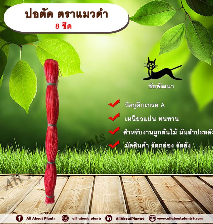 ปอตัด ตราแมวดำ 8 ขีด เชือกพลาสติกสำหรับผูกต้นไม้และมัดสินค้า