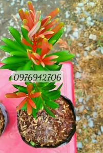 CÂY TÙNG ĐỘT BIẾN NGỌC Ý ĐỌT ĐỎ CAO 20CM-TÙNG TRÁI QUÝ HIẾM-CÂY GHÉP ZALO 0976942706