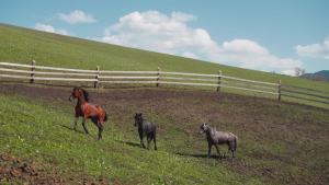 E3 Waterless Argan Oil Shampoo for Horses - Convinient Care for Mane & Tail Effortless Application Nourishes Hair & Skin Versatile use Time-Saving Solution Amazing Smell 32 oz