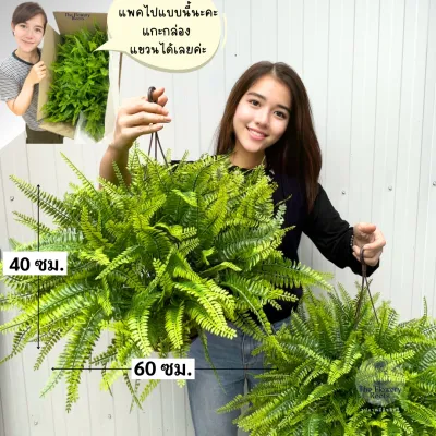 กระเช้าเฟิร์นแขวน (รุ่นใหญ่ 60 ซม.) พร้อมกระถาง - กระเช้าเฟิน สำหรับตกแต่งบ้าน ตกแต่งห้อง กระถางเฟิน เฟิร์นแขวน