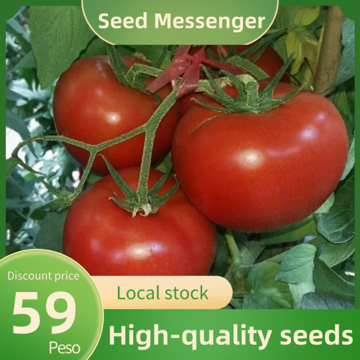 (3 varieties of delicious and sweet tomato seeds )Kinds of Sweet Tomato