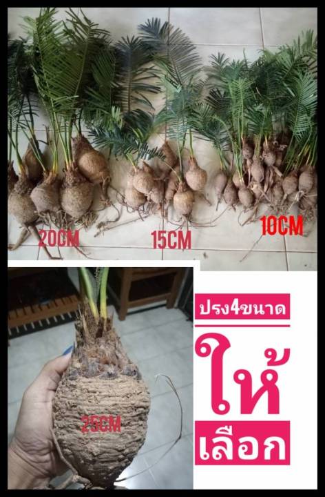 ปรง 4ขนาด(ให้เลือก)เฉพาะหัวไม่ติดใบ หัวปรง ต้นปรง ปรง | Lazada.co.th