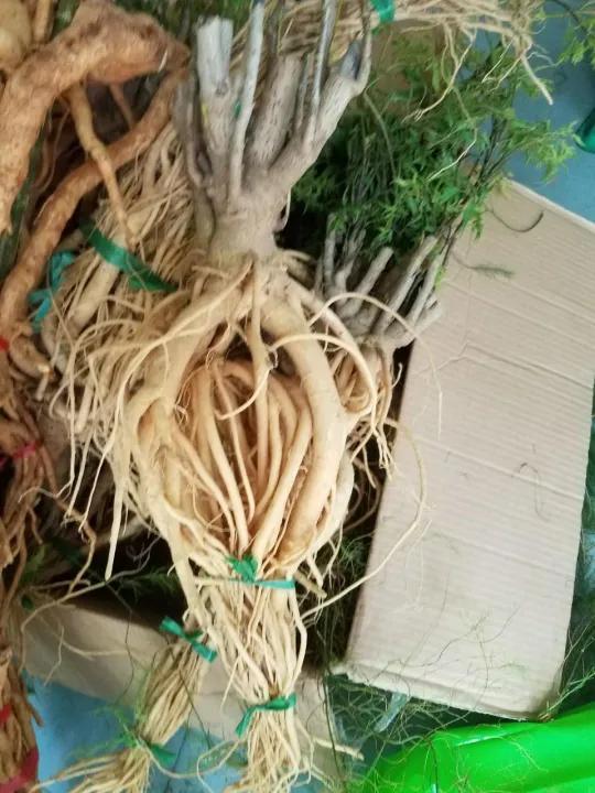 B%C3%A1n%20C%E1%BB%A7%20%C4%91inh%20l%C4%83ng%20t%C6%B0%C6%A1i%20t%E1%BA%A1i%20h%E1%BB%93%20ch%C3%AD%20minh%20-%20C%E1%BB%A7%204-5kg%20-%20Image%204