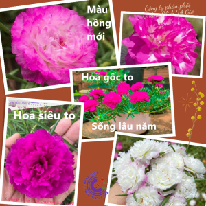 Hoa Mười Giờ Cam Lửa Màu Mới 0867777377