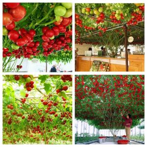 Hạt giống Cà chua bạch tuộc ( leo giàn ) - 10 hạt
