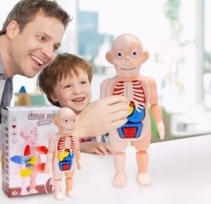 Vipmini Mart Kids Montessori 3D Puzzle Human Body Anatomy Model Learning Organ Assembled Toy Children Early Educational Teaching Tool