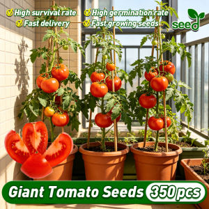 [Selected Seeds] 350pcs/pack High Yield Giant Tomato Seeds for Planting Vegetables Plants (Fast Growing) Hybrid Big Tomatoes Seeds Organic Vegetable Seeds for Pot Gardening Floradade Seeds Tomato Kamatis Seeds Indoor Potted Tomato Live Plant Seeds