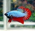 *RANDOM PICK* Halfmoon Plakat *HMPK* Betta fish/ ikan laga  *FULL BLOCK COLOUR* S / S+/ M Junior. 