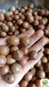 50gram hạt giống cây mắc ca tươi