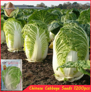 1200SEEDS/PACK CHINESE CAAGE SEEDS - TROPICAL DELIGHT HYBRID-A646