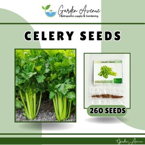 CELERY SEEDS - (260pcs seeds) HYBRID/HIG YIELDING