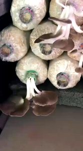 ชุด 5 เชื้อเห็ด นางฟ้าภูฐาน พร้อมเปิดก้อน ออกดอก เมื่อเดือน 4-5 ปัจจุบัน มีสุขภาพดี มีร่างกายเล็กน้อย สำหรับการเสริมสร้างร่างกาย