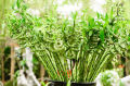 Berjaya Plant Nursery - CNY Lucky Bamboo/Dragon Bamboo/Straight Bamboo 转运竹/富贵竹/龙头直竹/直竹. 
