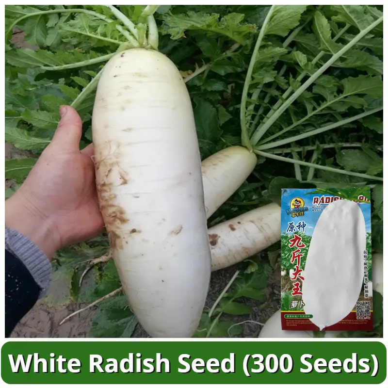 High Yield Snow White Radish Seeds (300 Seed) Hybrid Labanos Seeds