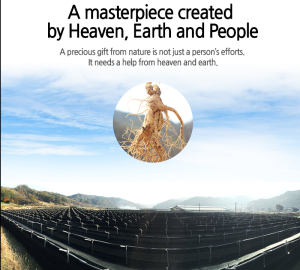 Korean Pure Red Ginseng Tablets –  Refined Powder High Absorption Energy & Immune Support 100% Korean Origin