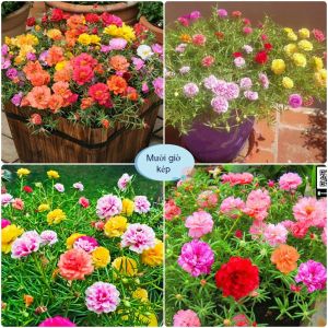 Hạt giống hoa 10h mỹ kép nhiều màu- gói 250 hạt