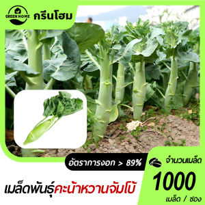 คะน้าหวานจัมโบ้ เมล็ดพันธุ์คะน้าหวานจัมโบ้  1000 เมล็ดก้านยักษ์อวบจริง ปลูกง่ายทานอร่อย