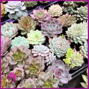 Sen Đá size bầu các Loại Lựa theo yêu cầu 5-7 cm cây già khỏe