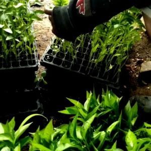 PotTray  type 200/ seedling tray/ tray semai lubang 200