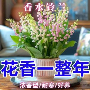 Multi-Headed Sunflower Multi-Headed Ornamental Balcony Potted Plant Outdoor Courtyard All-Season Easy-to-Grow Sunflower