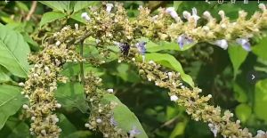 Anak pokok Vitex 5 leave Vitex Negundo Plant pokok bunga untuk Kelulut SUMBER MAKANAN KELULUT - Vitex 5 leave Vitex Negundo Plant pokok bunga untuk Kelulut Bunga Lemuni 5 Daun. (5 Leaf Vitex Species) 五叶荆条 (anak pokok)