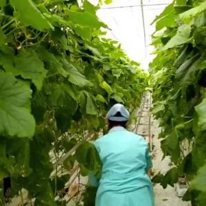 CUCUMBER SEEDS (HYBRID) - 50Seeds/Pack