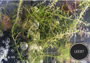 Aquarium plant/Water Plant - Hydrilla LEE97 /Aquatic Live Plant