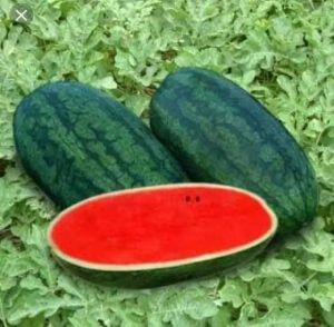 เมล็ดแตงโมตอปิโด้30-40เมล็ดเนื้อแดง ลูกยาวน้ำหนักดีใหญ่