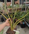 Cây lưỡi hổ - Sansevieria Stella Var. 