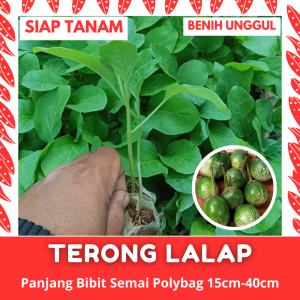 (50 Batang) Bibit Semai Terong Lalap Kualitas Unggul Siap Tanam