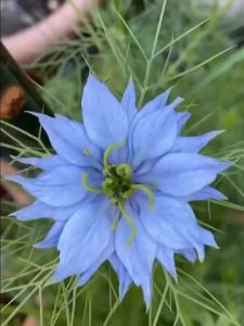 50seeds/Pack Nigella Flower Seeds-High Yield Bonsai Nigella Seeds For Plangting/Easy To Grow