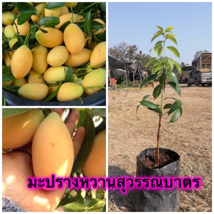 🌱ต้นมะปรางหวานสุวรรณบาตร🌱ต้นเสียบยอด🎋 🌱ต้นประมาน35-40เซนติเมตร 🍊 ...