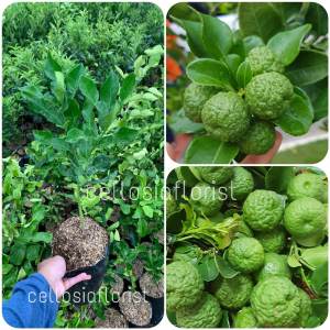 Bibit Tanaman Daun Jeruk Purut atau Bumbu