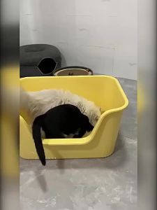 Handheld Bia Cat Litter Large